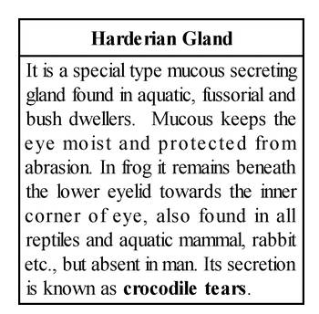 Human Eye